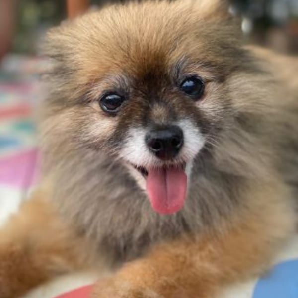 A fluffy brown Pomeranian dog with its tongue out, looking directly at the camera.