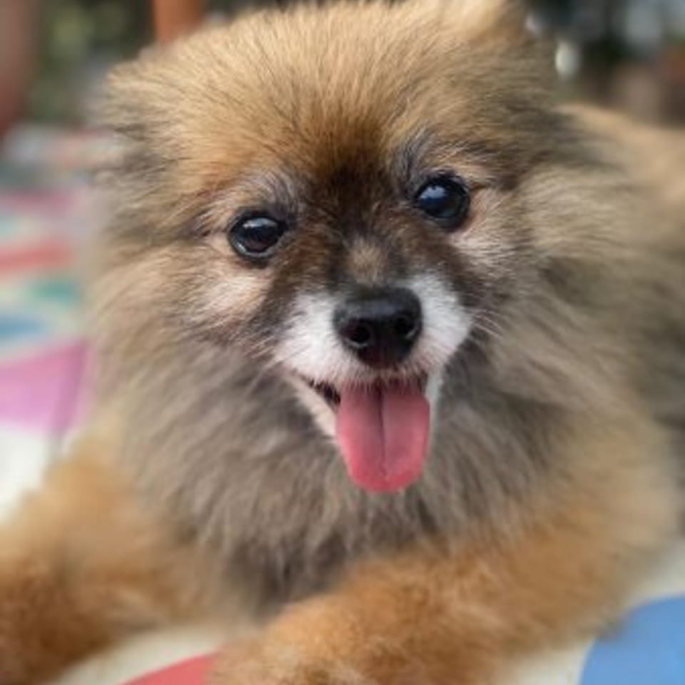 A fluffy brown Pomeranian dog with its tongue out, looking directly at the camera.