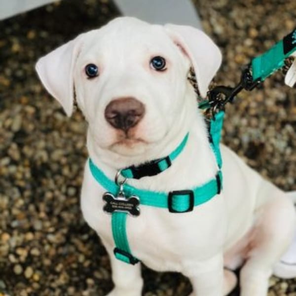 White puppy with blue eyes and a teal harness with a bone-shaped tag looking at the camera.