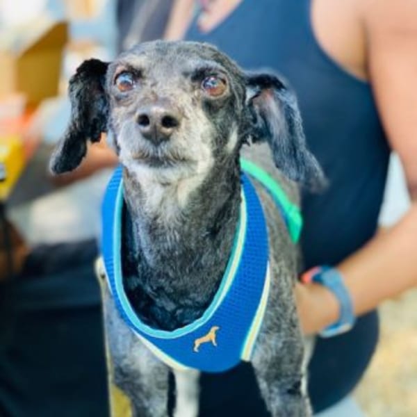 A small, dark-haired dog wearing a blue and green harness with a dog silhouette.
