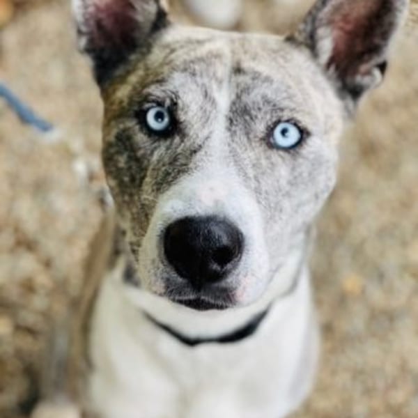 Close-up of a merle dog with striking blue eyes looking directly at the viewer.