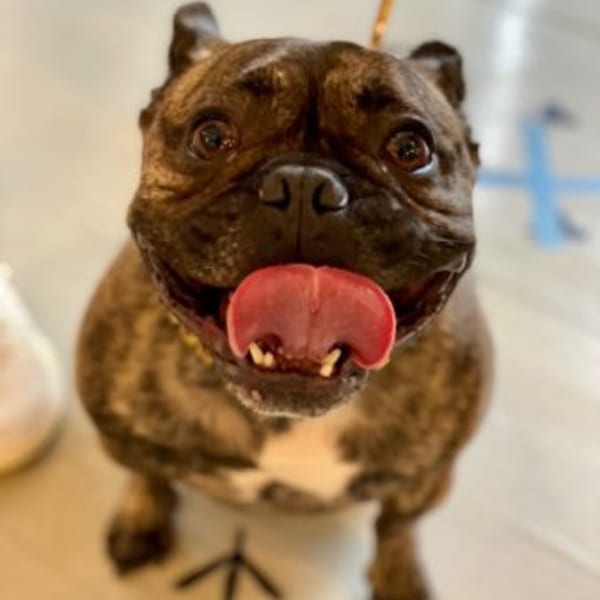 A brindle French Bulldog with a pink tongue hanging out, looking up at the camera.