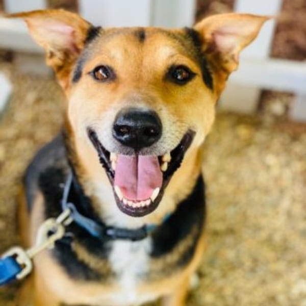 A happy brown, black, and tan dog with a blue leash, panting with its tongue out.