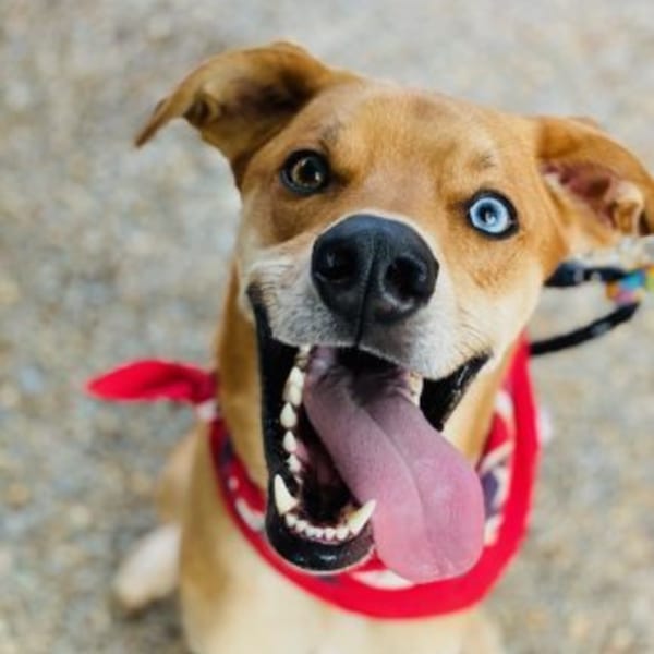 A happy brown dog with heterochromia, one blue eye and one brown eye, wearing a red bandana.
