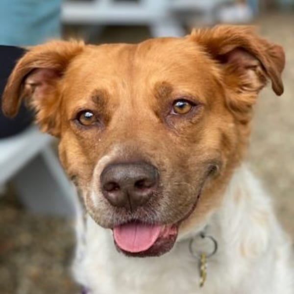 A happy brown and white dog with its tongue out, looking directly at the camera.