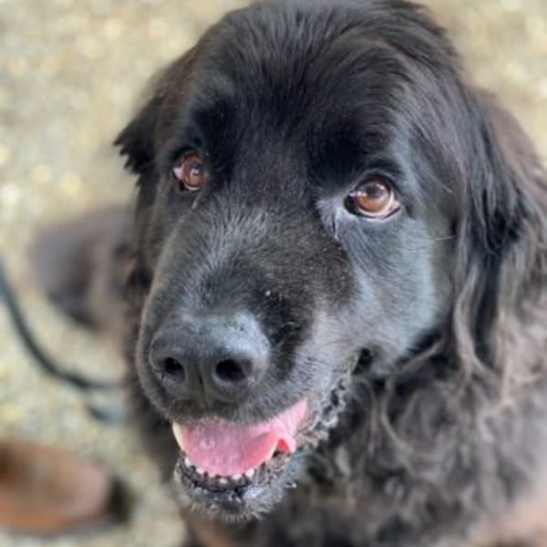 A close-up of a happy black Newfoundland dog looking up with its tongue slightly out.