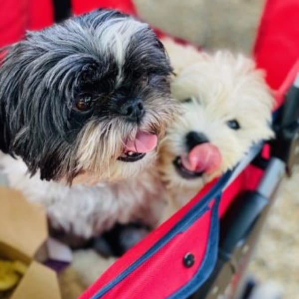 Two small dogs, one black and white, one cream, with tongues out, sitting in a red wagon.