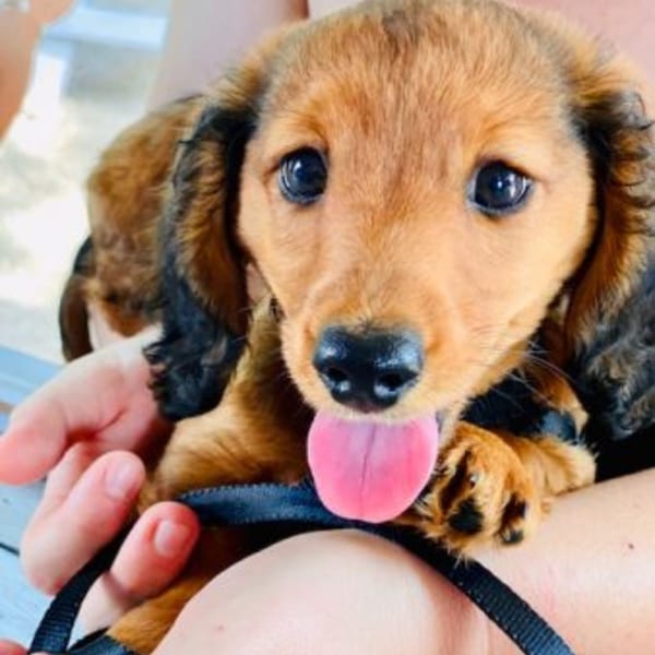A close-up of a brown and black puppy with its tongue out, held in someone's arms.