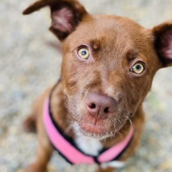 A brown dog with bright yellow eyes and a pink harness looks up at the camera.