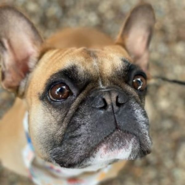 Close-up of a fawn French Bulldog with dark muzzle and big ears looking up.