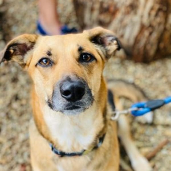 A tan and black dog with a blue leash and collar looks directly at the camera.