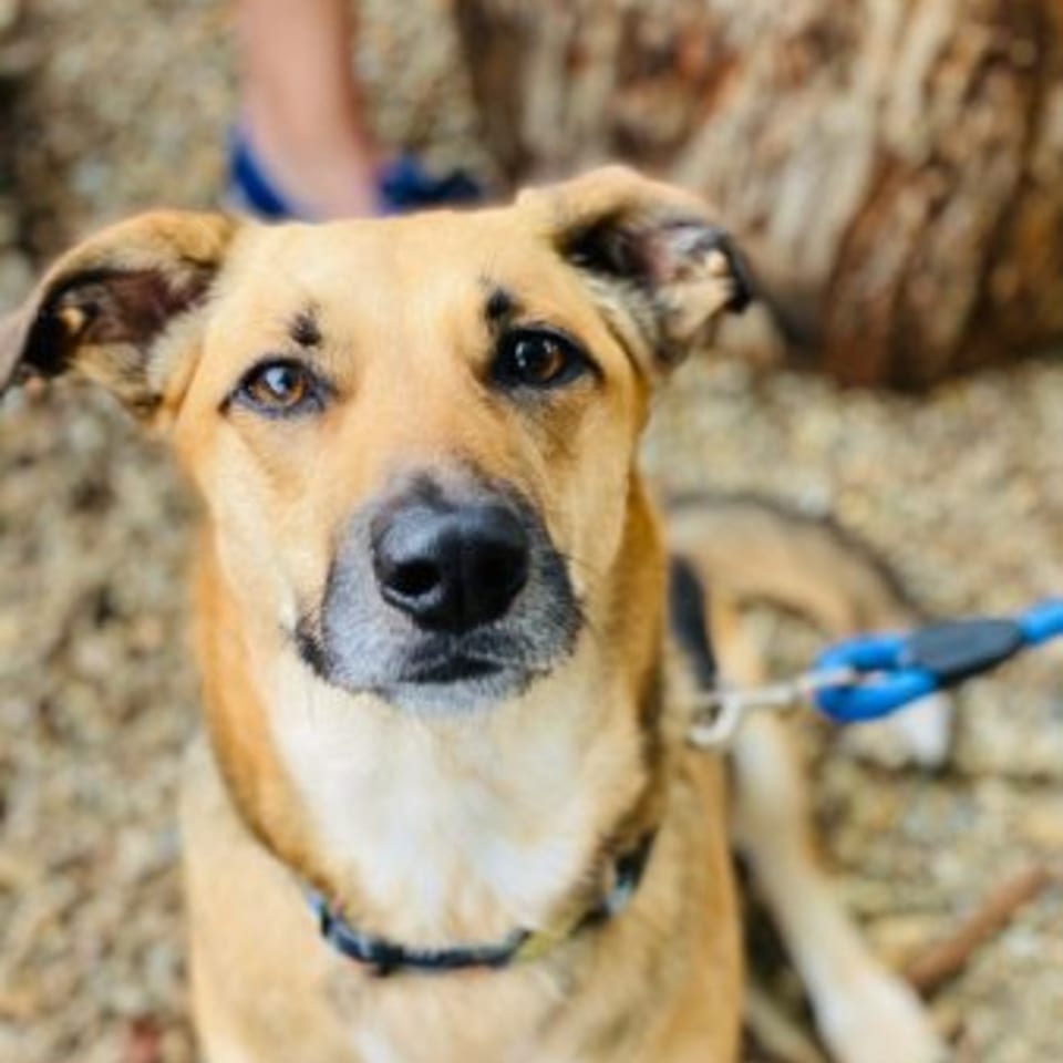 A tan and black dog with a blue leash and collar looks directly at the camera.