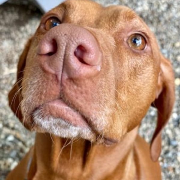 Close-up of a brown dog with a pink nose and light brown eyes looking up.