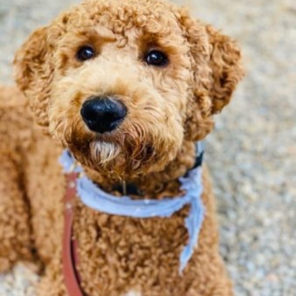 A golden doodle with curly brown fur, a black nose, and a light blue bandana.