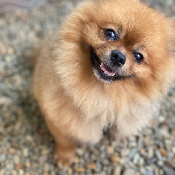 A fluffy, light brown Pomeranian dog with a happy expression looks up at the camera.