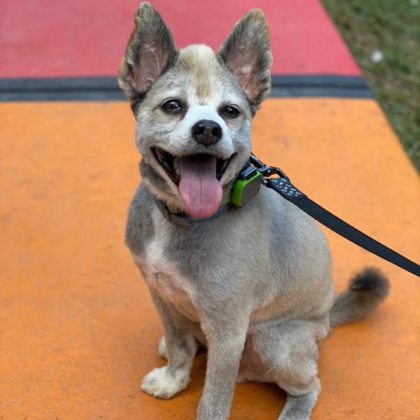 A happy, light-colored dog with pointed ears and a leash sits on an orange and red surface.