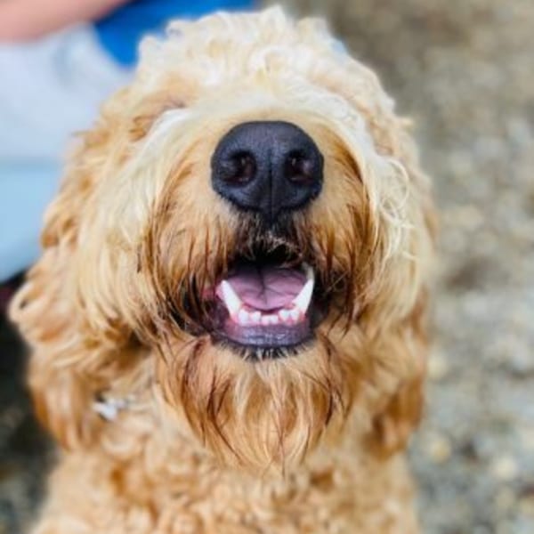 Close-up of a golden doodle's face looking up with its mouth open, showing teeth and tongue.