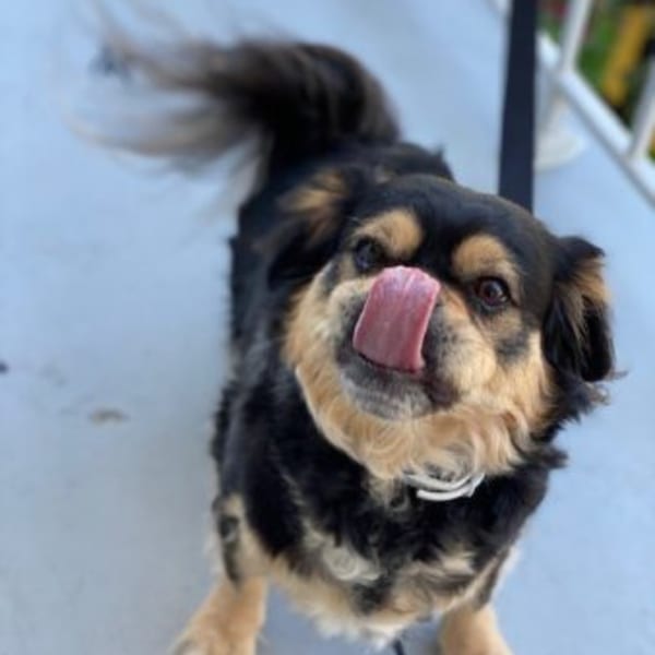 A small black and tan dog with a wagging tail licks its nose, looking up at the camera.