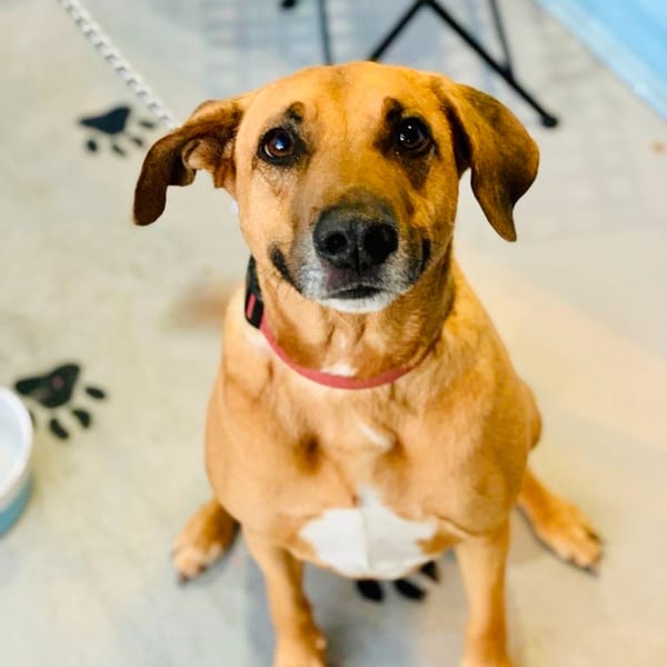 A brown dog with a red collar sits looking up at the camera, with paw prints on the floor.