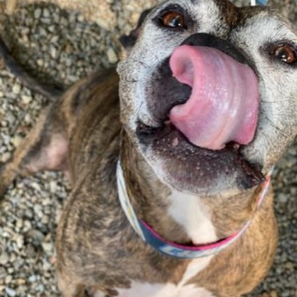 A brindle dog with a pink tongue licking its nose, looking up at the camera.