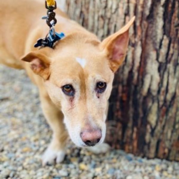 A light brown dog with a white spot on its forehead, looking directly at the camera.