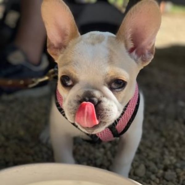 A light-colored French Bulldog puppy with a pink harness licks its nose, looking at the camera.