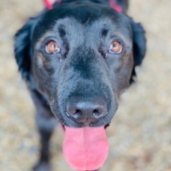 Close-up of a black dog looking up with its tongue out, wearing a pink collar.