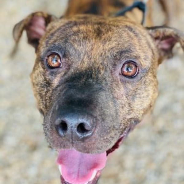 Close-up of a brindle dog with bright eyes and its tongue hanging out, looking up.