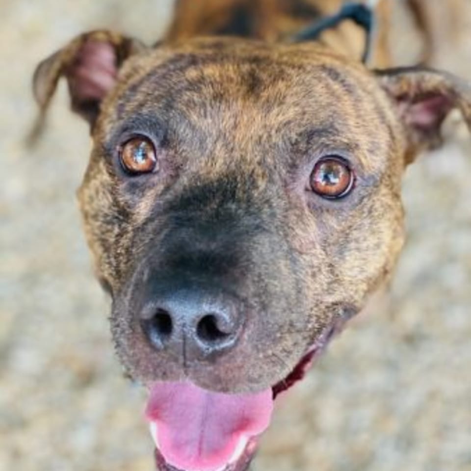 Close-up of a brindle dog with bright eyes and its tongue hanging out, looking up.