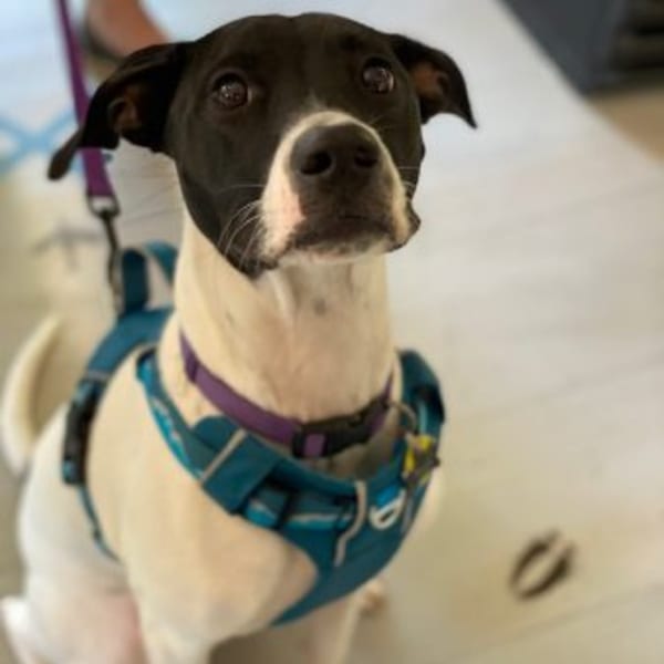 A black and white dog with a blue harness and purple collar looks up attentively.
