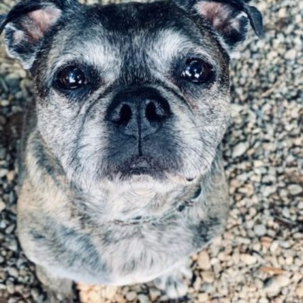 Close-up of a brindle pug-like dog with large dark eyes looking up at the camera.