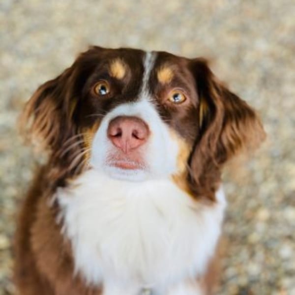 Close-up of a brown, white, and tan Australian Shepherd dog looking up at the camera.