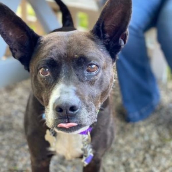 A black and white dog with large ears and a purple collar looks at the camera, tongue slightly out.